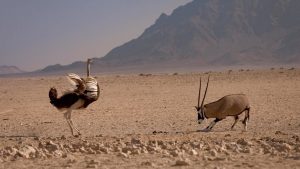 Read more about the article Hunting in Africa: How to Plan the Perfect Trip