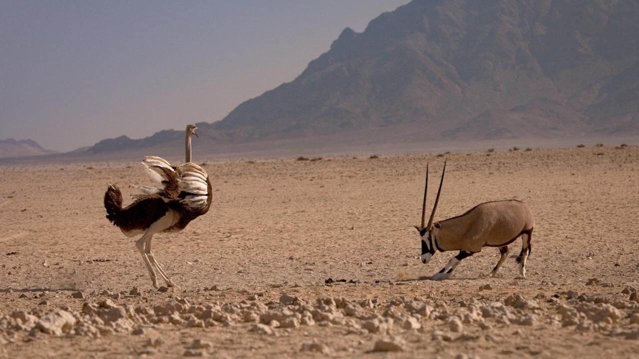 Read more about the article Hunting in Africa: How to Plan the Perfect Trip
